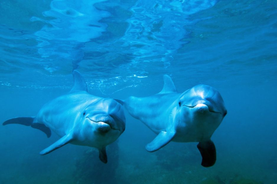 Delfiny