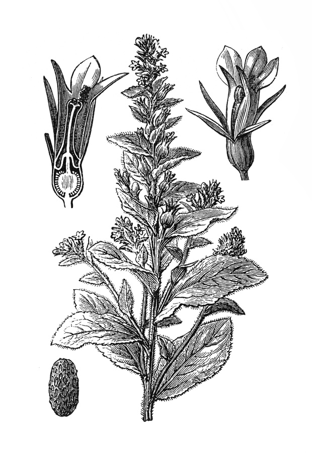 Indian Tobacco or Lobelia inflata or Asthma weed