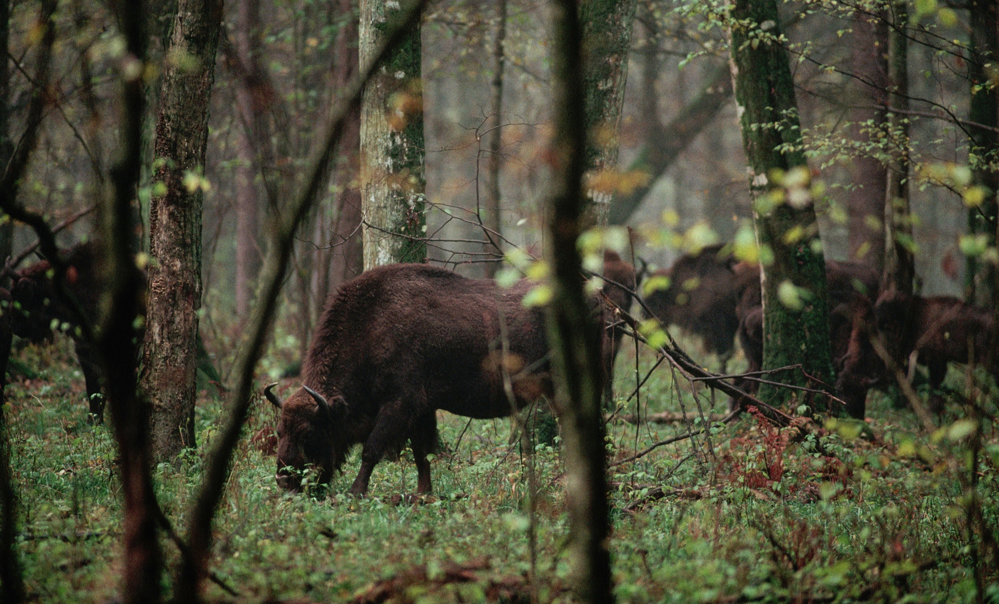 Puszcza Białowieska