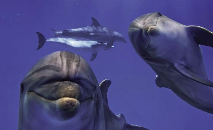 Delfiny