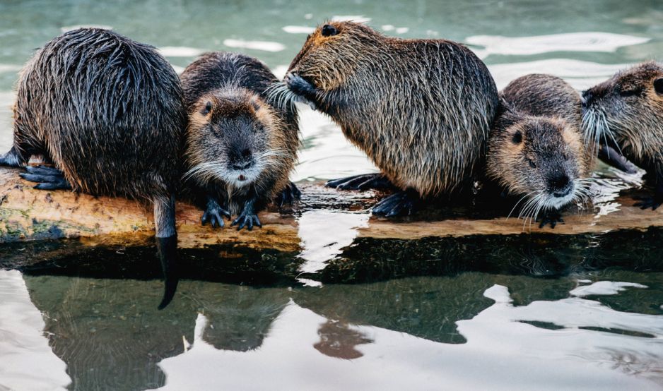 Gdzie mieszkają bobry? Nie w swoich tamach. Ich „domki” wyglądają zupełnie inaczej (fot. Shutterstock)