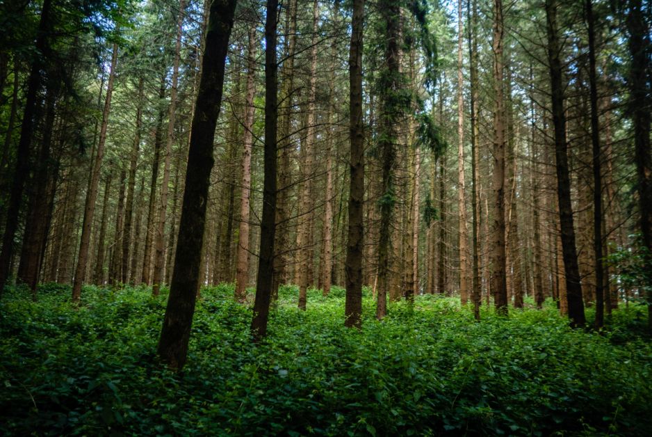 Jak wyglądały pierwsze lasy na świecie?