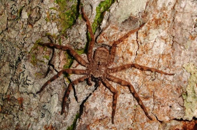 01flyingspider.ngsversion.1439582346365.adapt.676.1