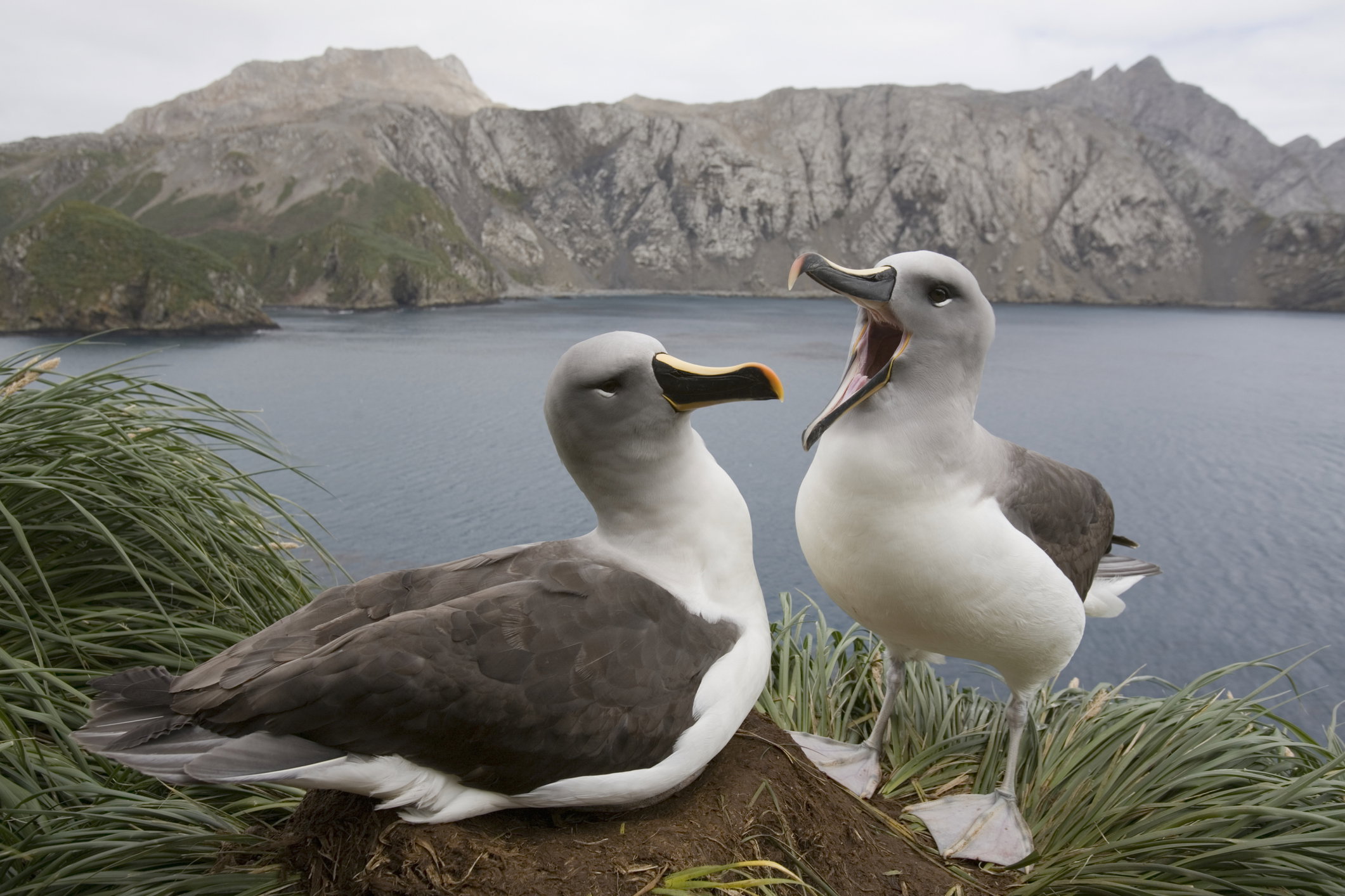Albatros