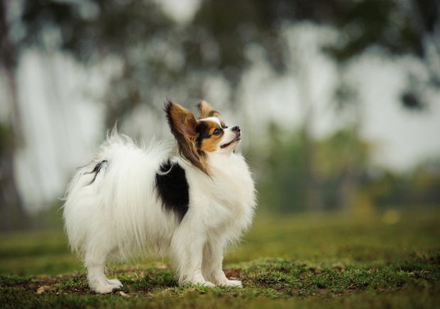 Papillon Looking Up On Field