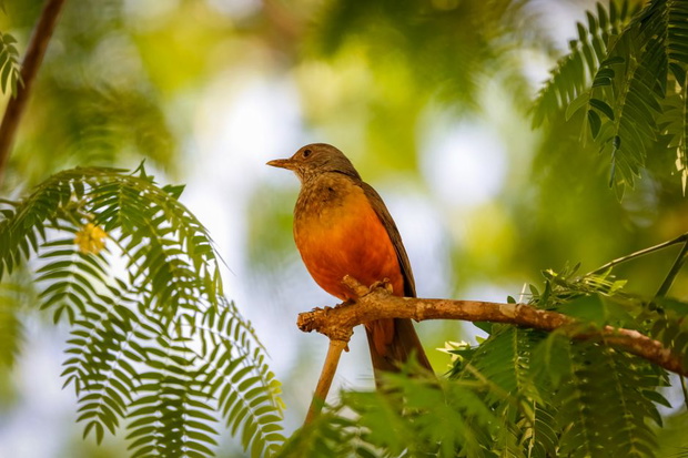 amazonia-ptaki-0cd7b36