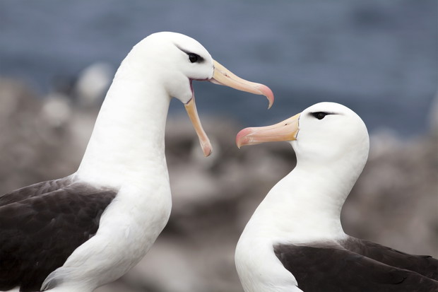 Albatrosy para