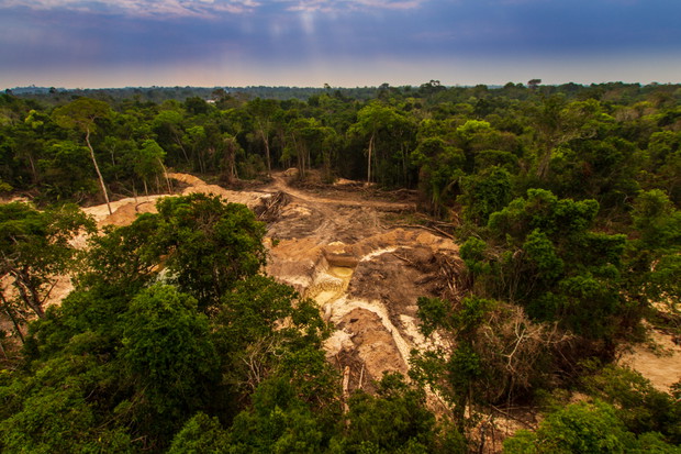 Amazonia lasy