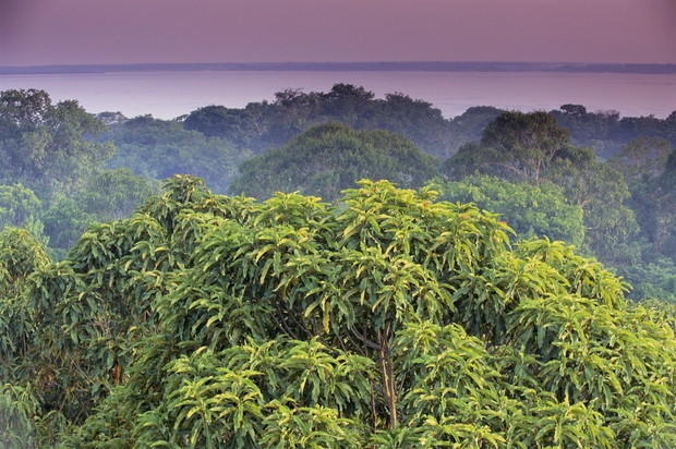 Amazonia