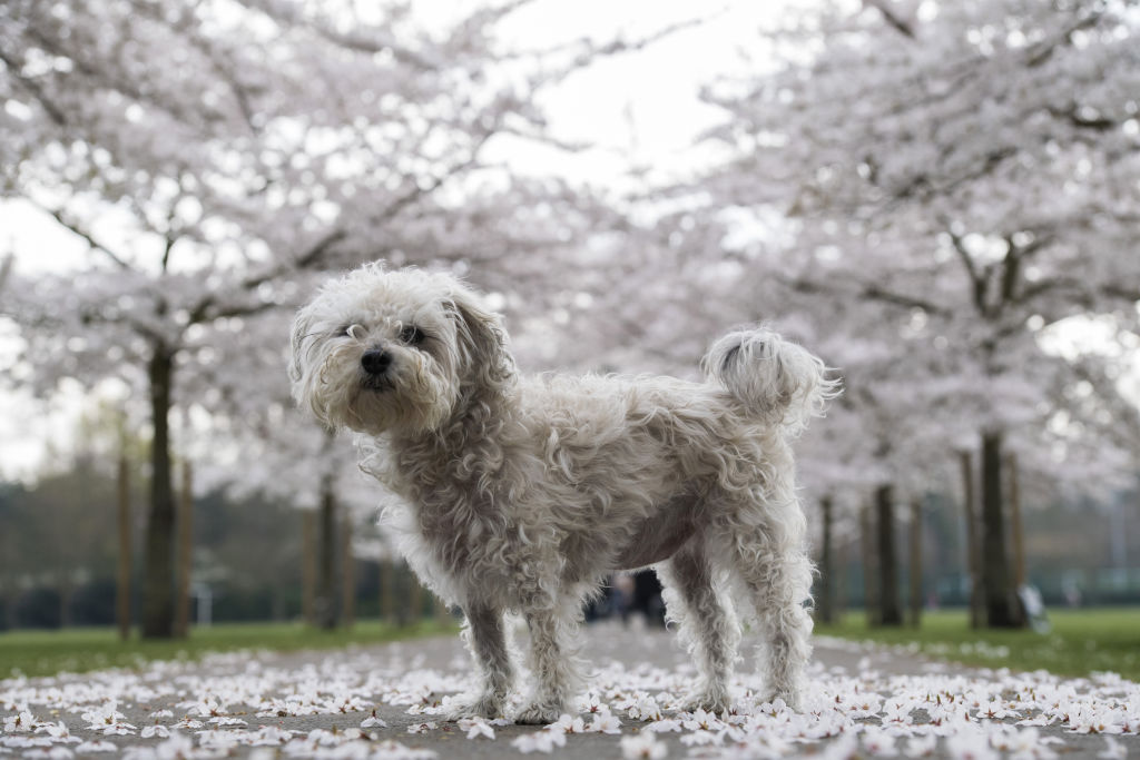 Bichon Frise