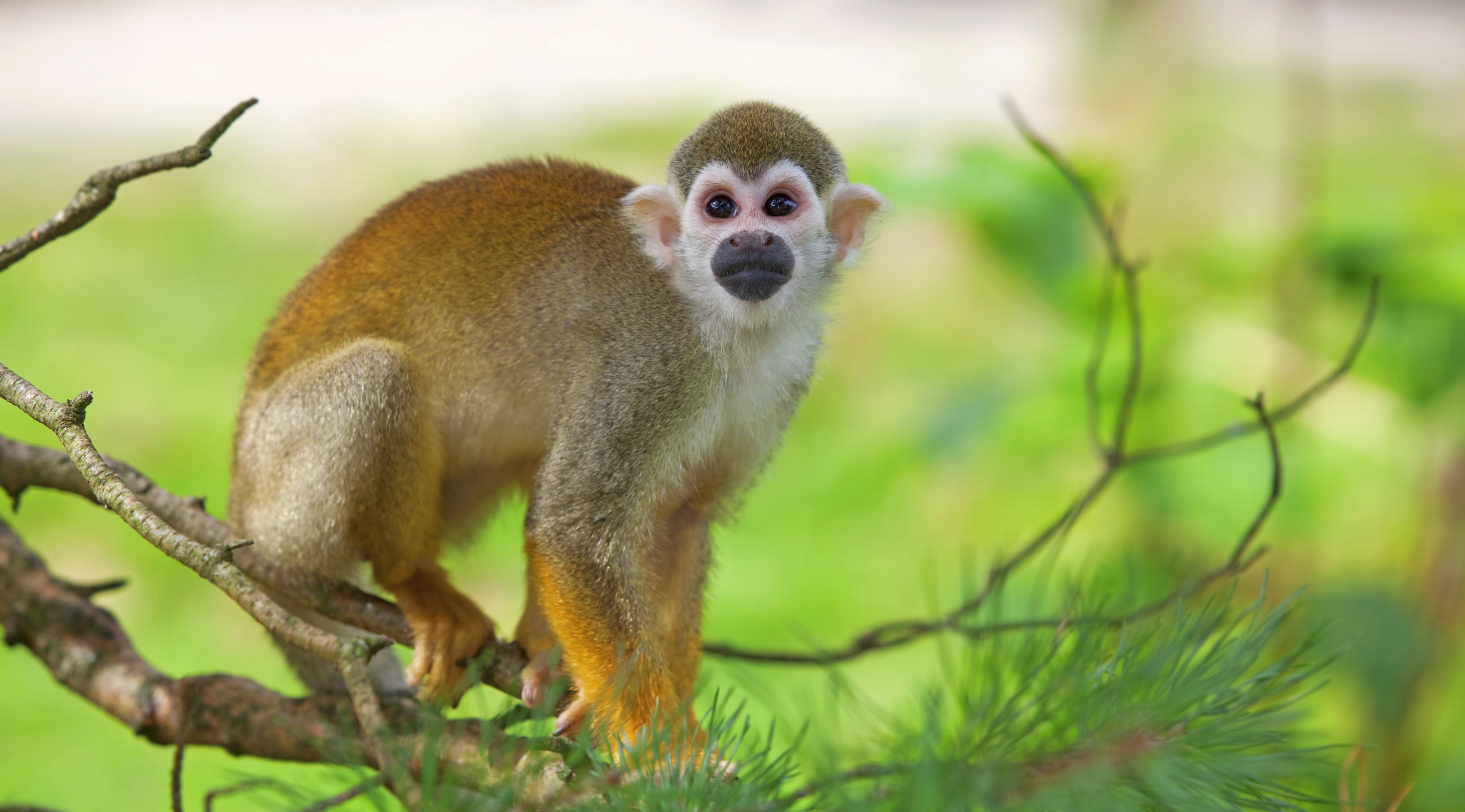 We wrocławskim zoo przyszła na świat rzadka małpka. Mówią o niej „trupia główka”