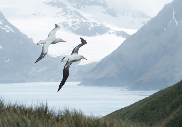 albatrosy-w-locie-38b2776