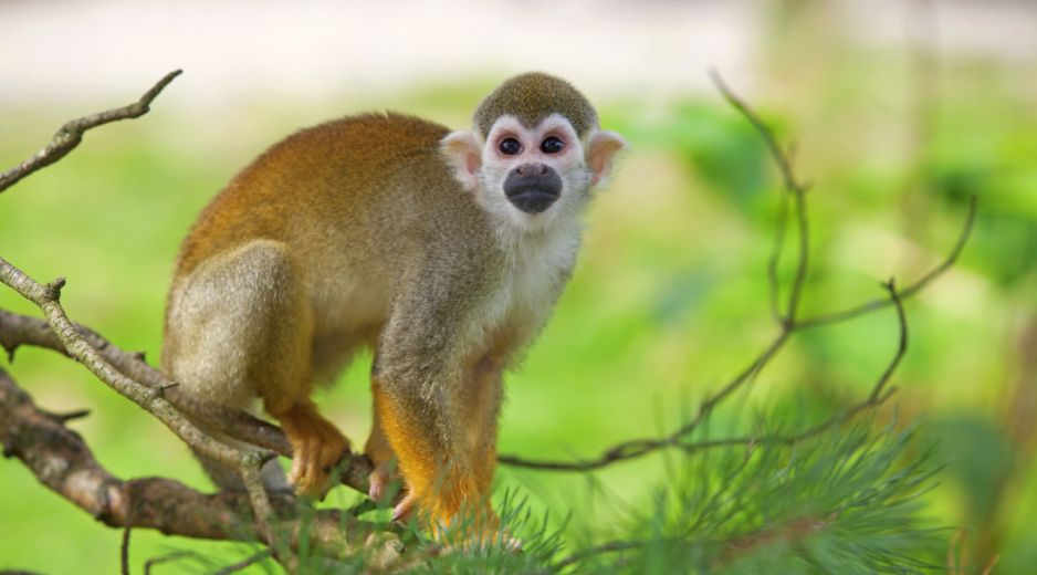 We wrocławskim zoo przyszła na świat rzadka małpka. Mówią o niej „trupia główka”