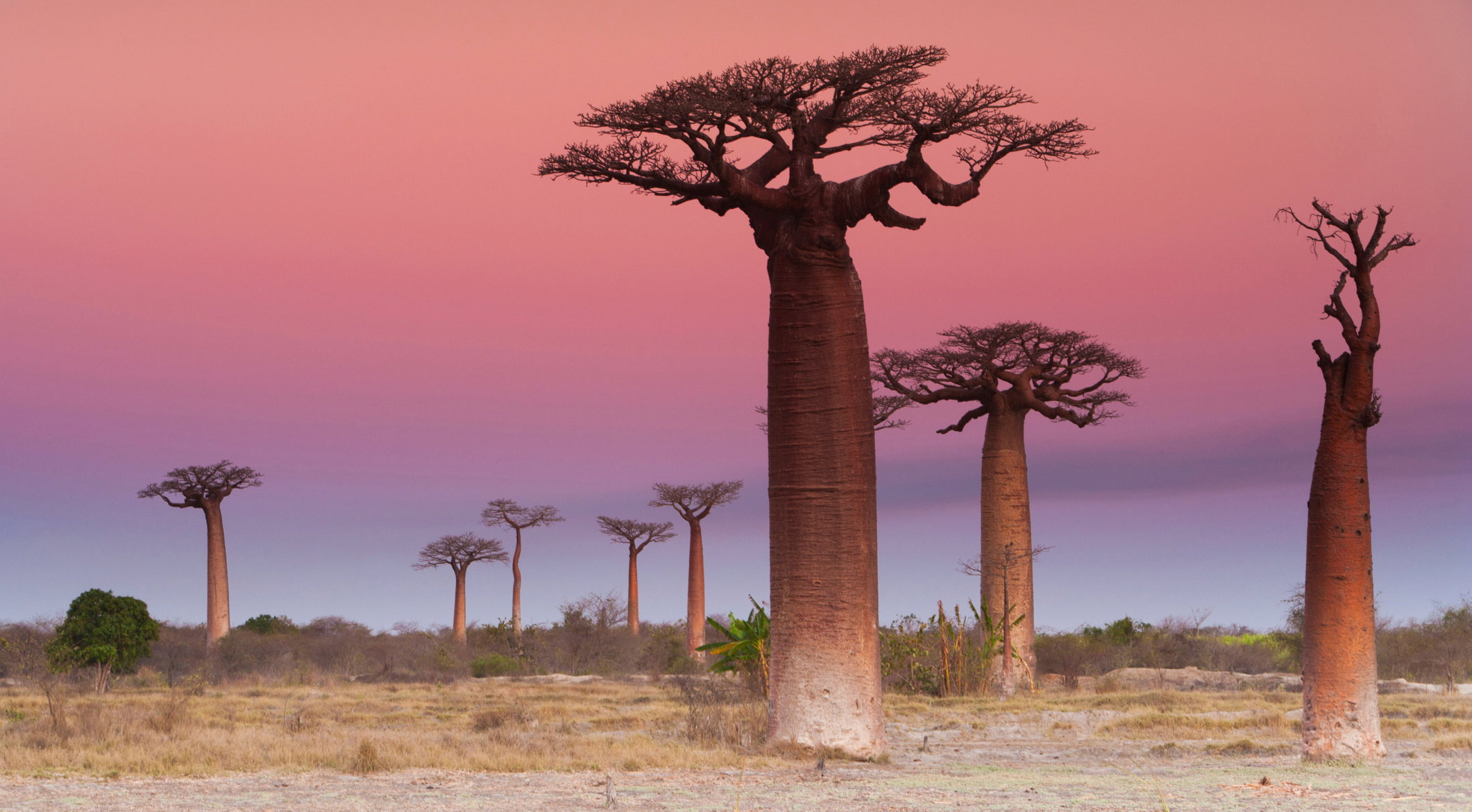 To nie zmiany klimatyczne doprowadziły do suszy na Madagaskarze?