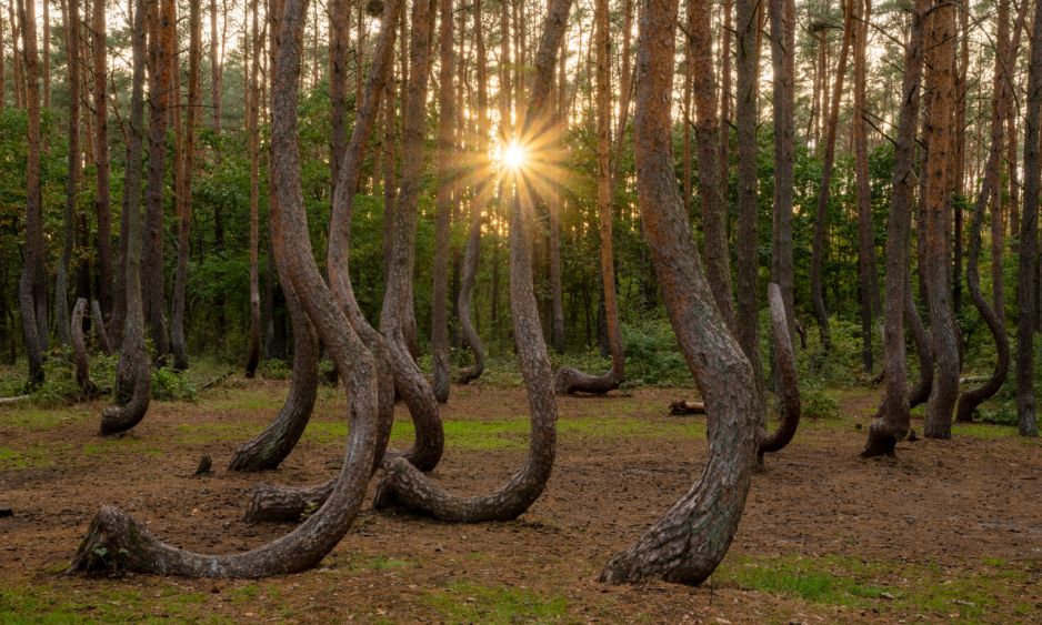 Krzywy Las obumiera, dlatego obok powstaje drugi taki sam