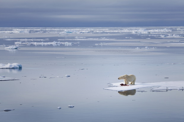 Niedzwiedź polarny