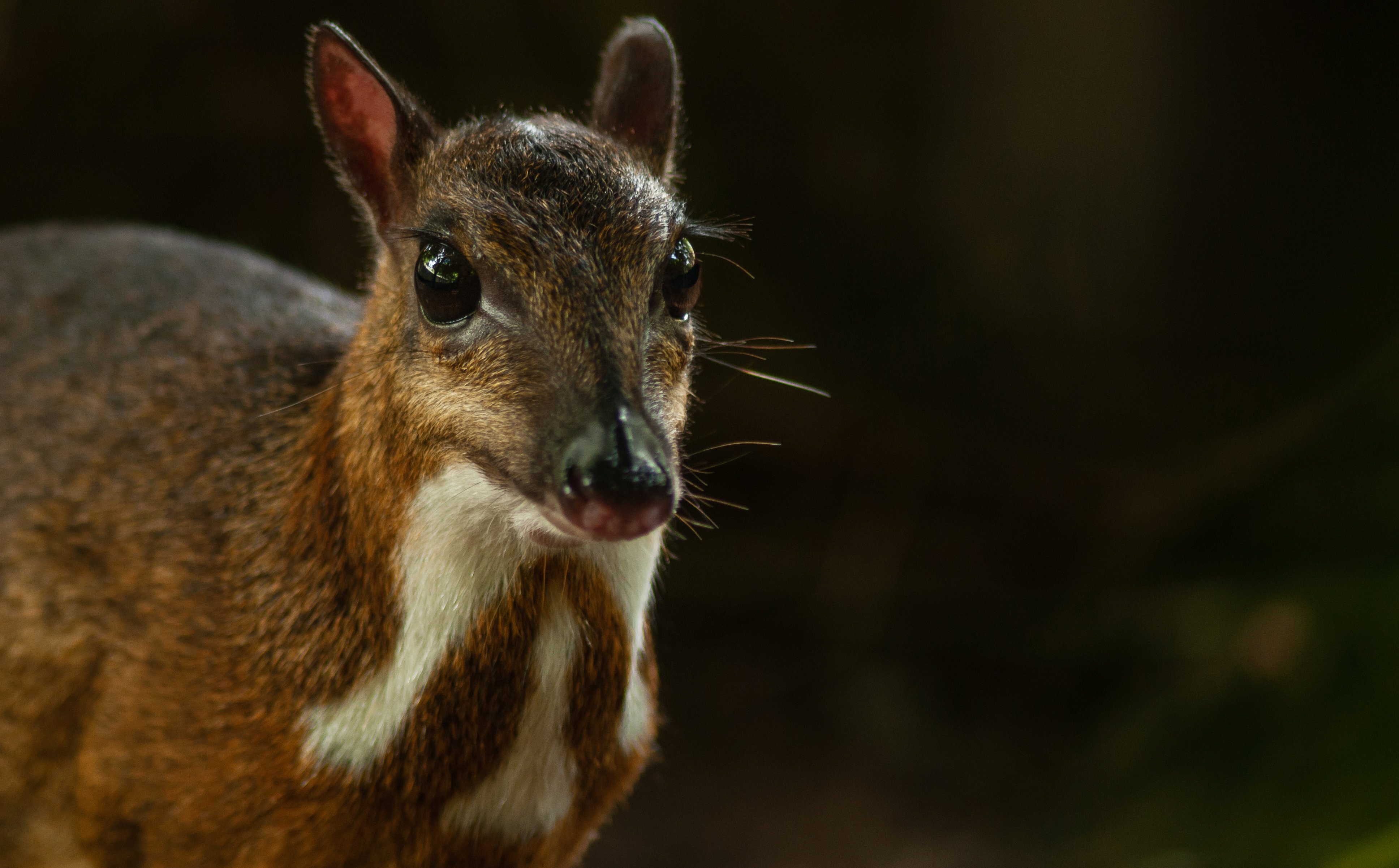 W warszawskim zoo urodził się myszojeleń