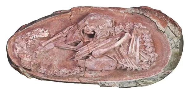 skamielina-23c7387