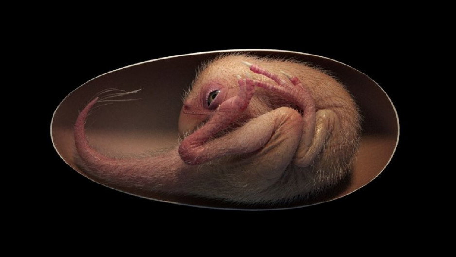 Embrion dinozaura