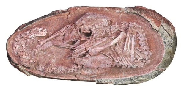 skamielina