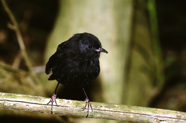 black robin petroica traversi endangered chatham island endemic