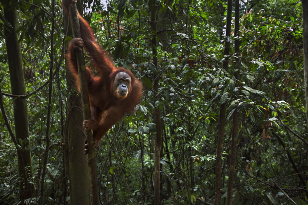 Sumatran Orangutan female 'Minah'