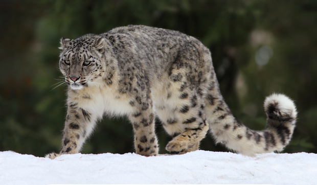Snow Leopard