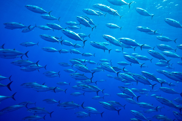 ATLANTIC BLUEFIN TUNA