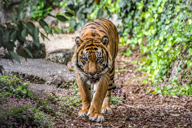 Sumatran Tiger