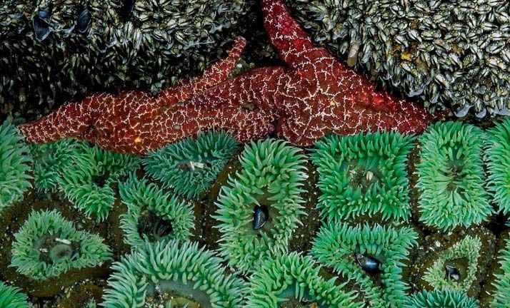 20_gooseneck_barnacles_sea_anemones_714