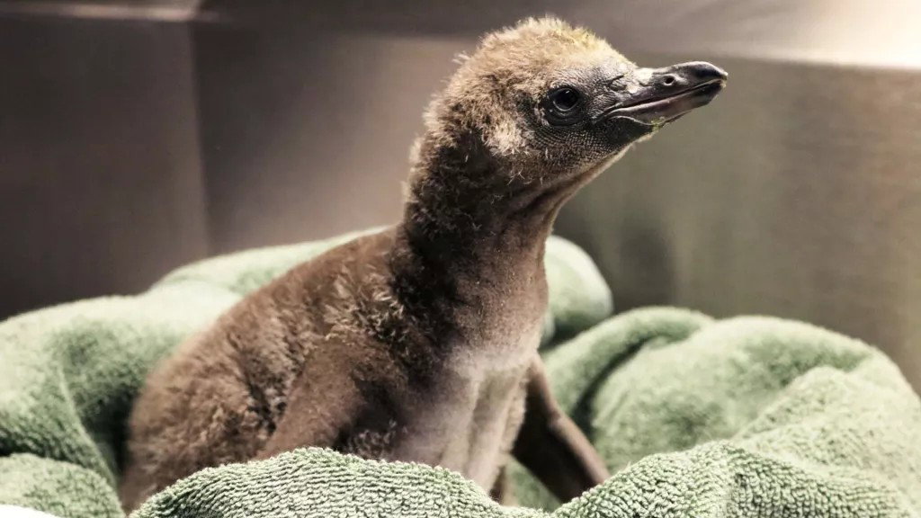 Homoseksualne pingwiny świetnie spisały się w roli rodziców (fot. Rosamond Gifford Zoo)