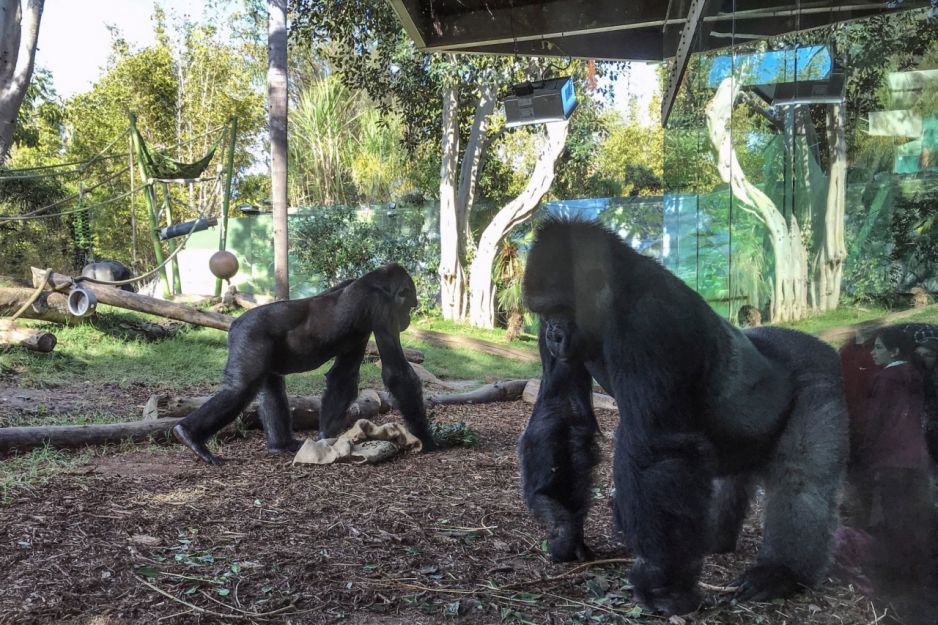 W zoo w San Diego przebywa stado ośmiu goryli (fot. Getty Images)