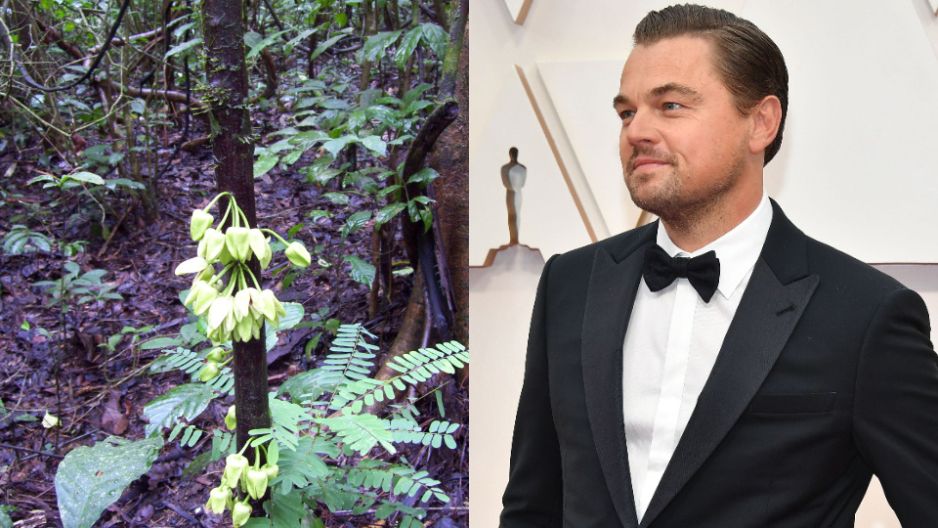 Leonardo DiCaprio zdobył popularność na całym świecie dzięki swoim rolom filmowych. Jego wcielenia w „Titanicu” czy „Wilku z Wall Street” na stałe wpisały się do popkultury ostatnich lat. Charyzmatyczny aktor jest jednak znany nie tylko z sukcesów na polu