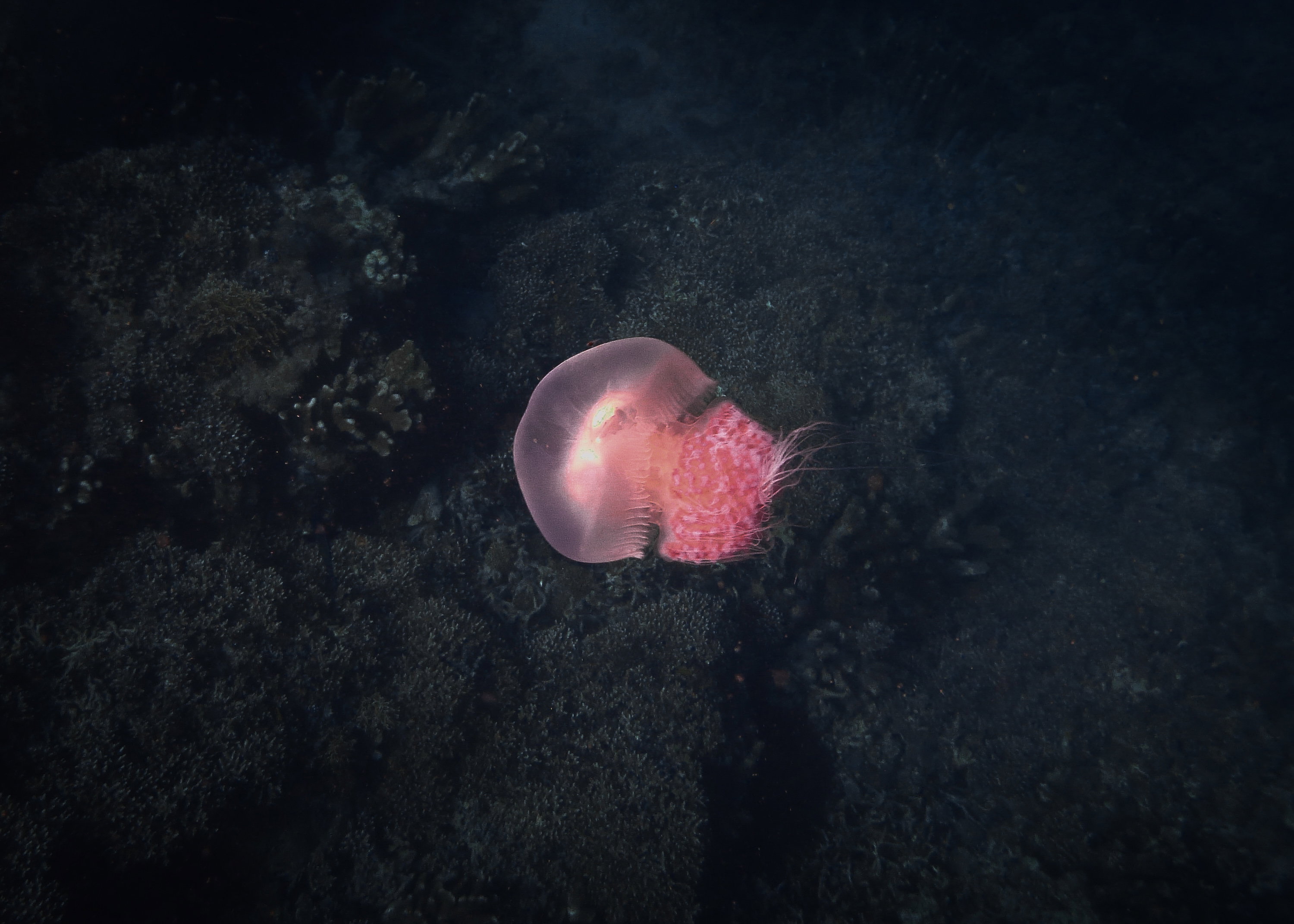 O oceanach nadal wiemy dość mało. Ponad połowa form życia jest niezbadana