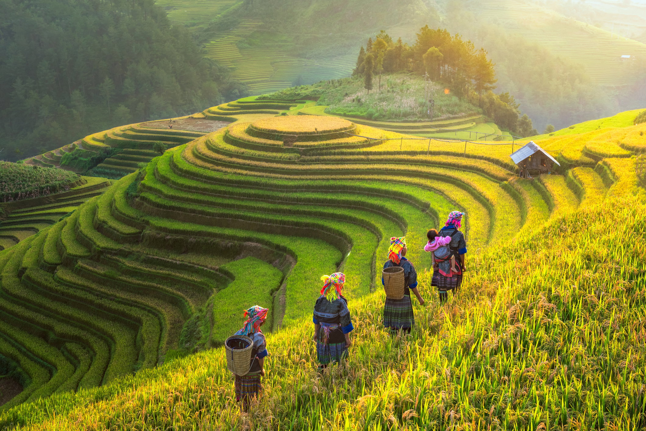 Mu Cang Chai