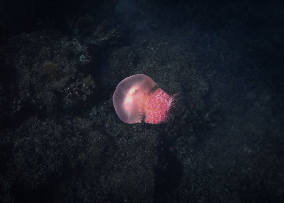 O oceanach nadal wiemy dość mało. Ponad połowa form życia jest niezbadana