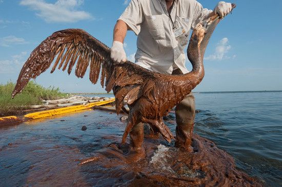 03_oil_browned_pelican_7_4cf1bf1642_02