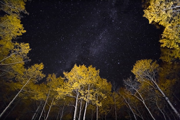 Pando