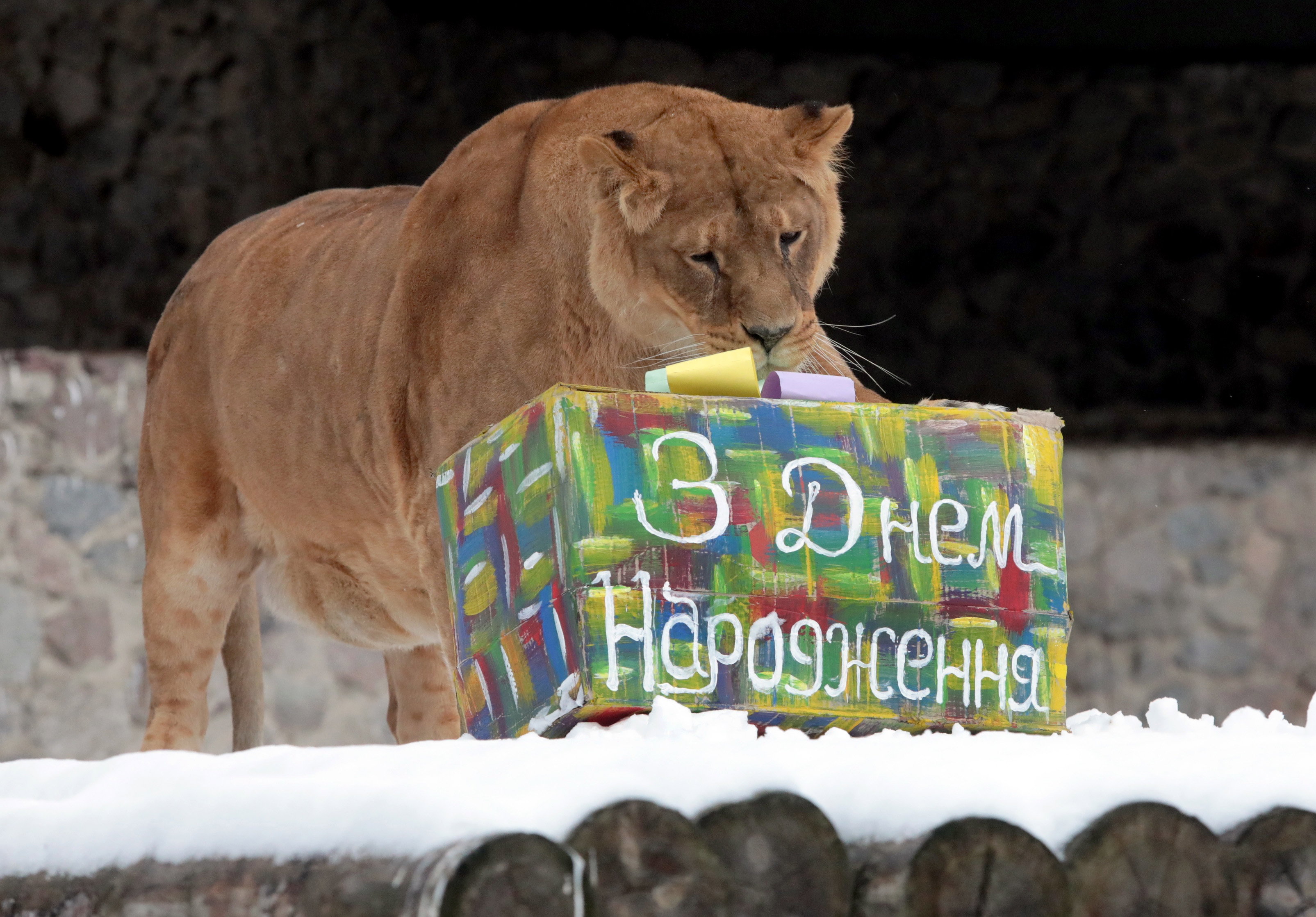 Poznańskie zoo ratuje dzikie zwierzęta z Ukrainy. Pierwszy transport dotarł już do Polski