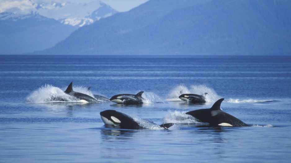 Orki oceaniczne nauczyły się kraść połowy rybaków (fot. Getty Images)