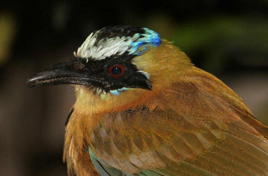 Motmot