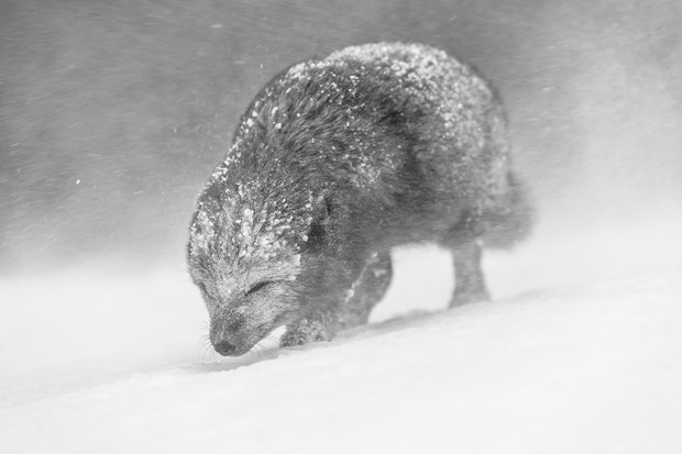 determinacja lisa polarnego