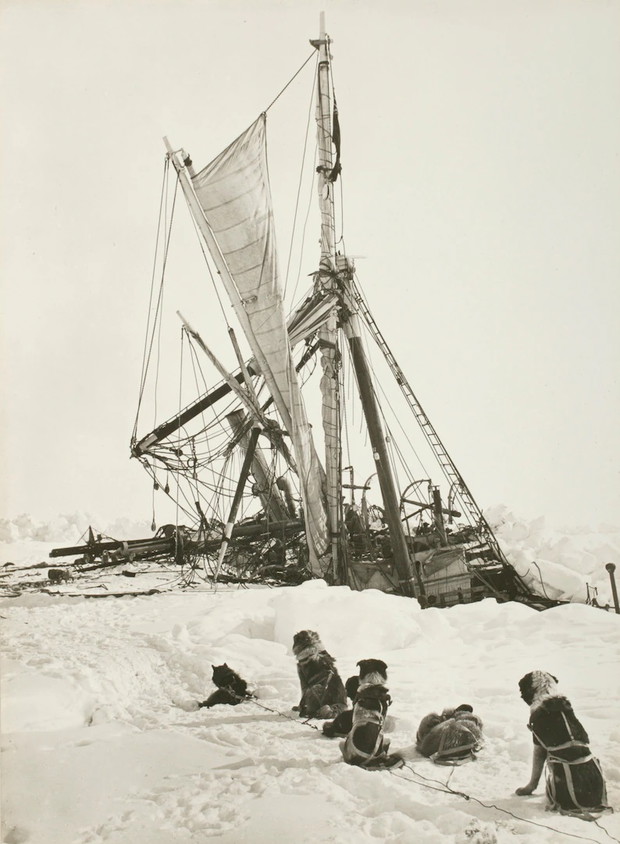 Endurance tonie, na lądzie psi zaprzęg ekspedycji (fot. Frank Hurley, Scott Polar Research Institute, University of Cambridge, Getty Images)