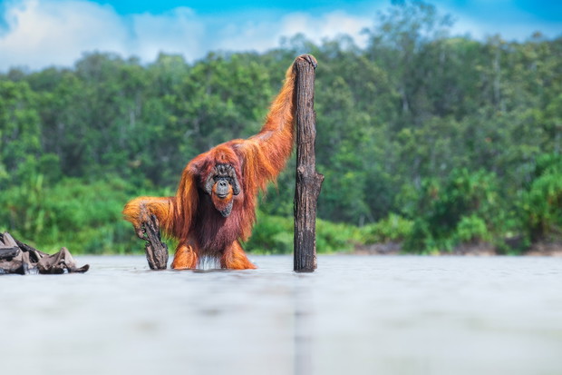 Orangutan borneański