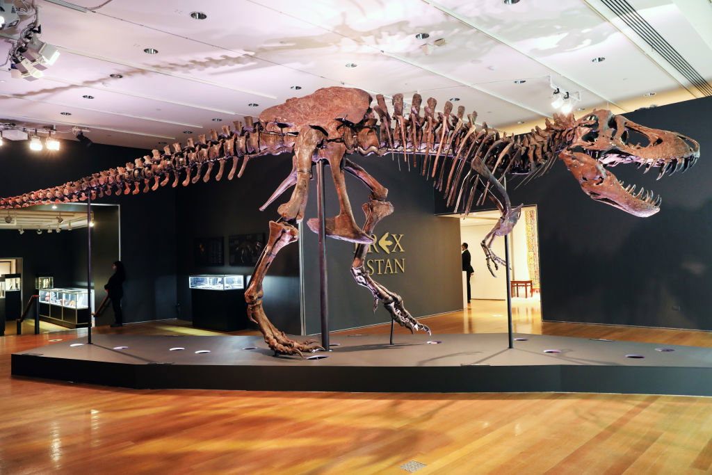 Odnaleziono tyranozaura Stana! Najdroższy szkielet świata trafi do muzeum
