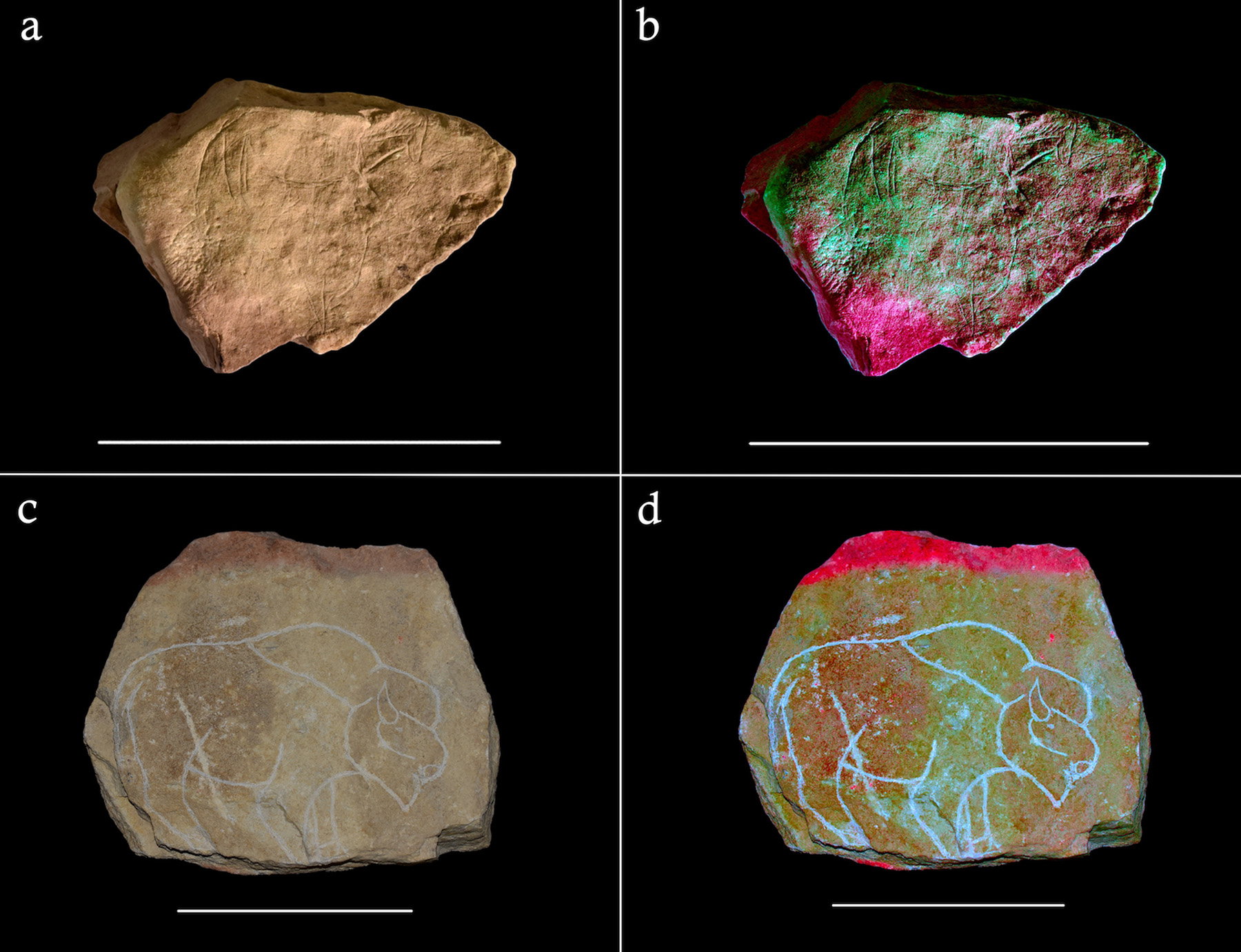 Zaskakujące odkrycie: paleolityczne rysunki wyryte w kamieniu były najwcześniejszą, prymitywną formą animacji? (fot. Needham et al., PLoS One)