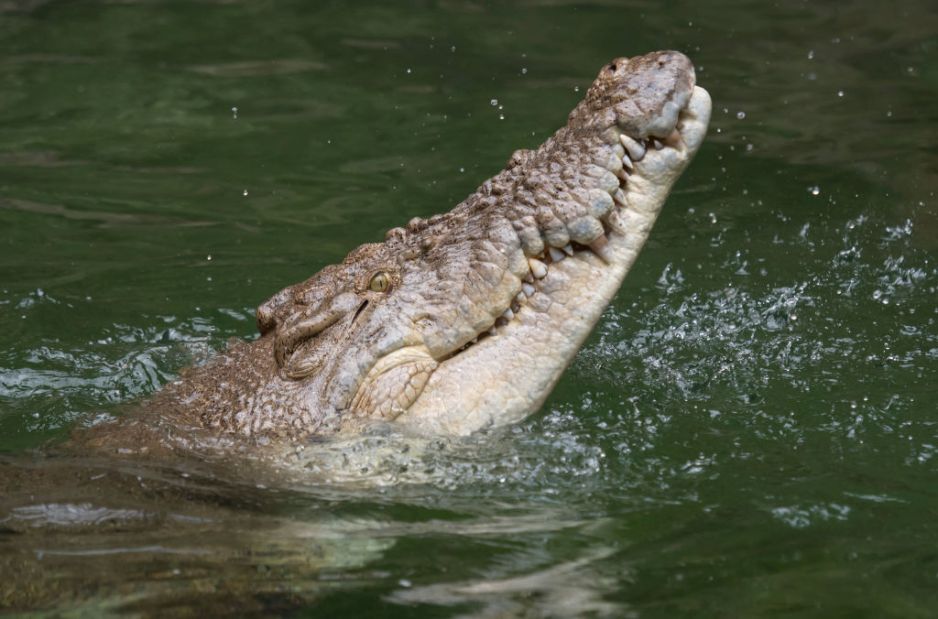Krokodyl