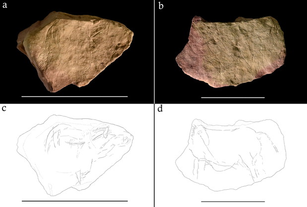 Zaskakujące odkrycie: paleolityczne rysunki wyryte w kamieniu były najwcześniejszą, prymitywną formą animacji? (fot. Needham et al., PLoS One)