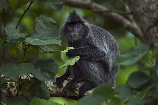 trachypithecus-cristatus-0b74ece