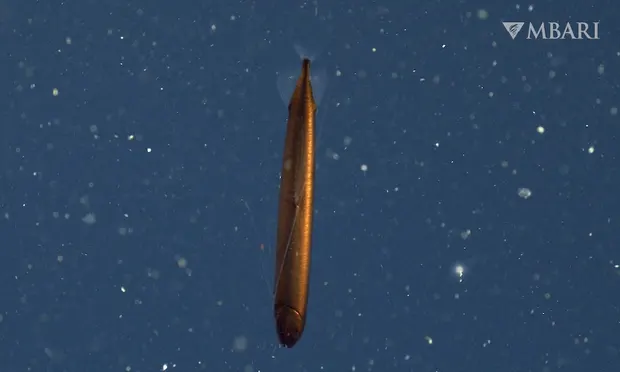 Bathophilus flemingi